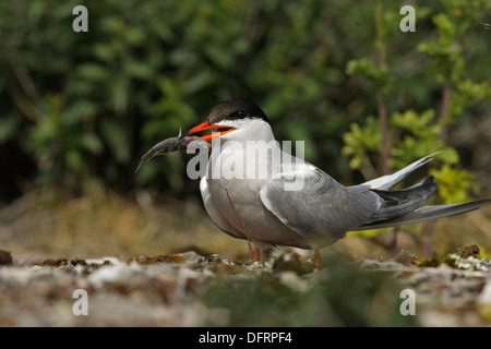 Seeschwalbe (Sterna Hirundo) mit praktisch Dreistachliger Stichling in der Rechnung Stockfoto