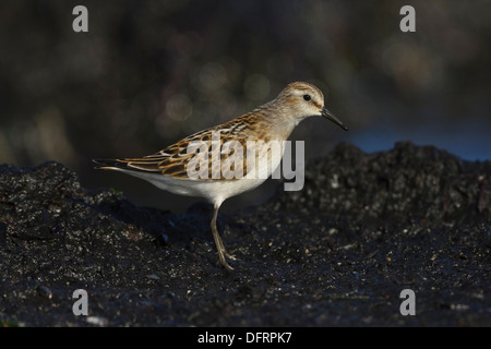 Zwergstrandläufer (Calidris Minuta) 1 cy Stockfoto