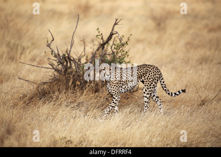 Ein Gepard zu Fuß durch in den Samburu National Reserve, Kenia Stockfoto