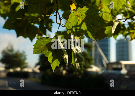 Herbst Blätter Blätter ändern Farbe Farbe sterben Stockfoto