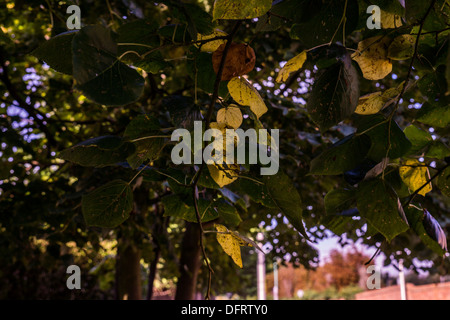 Herbst Blätter Blätter ändern Farbe Farbe sterben Stockfoto