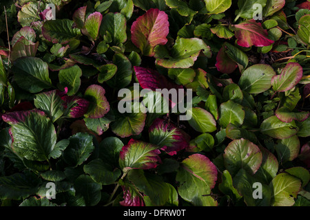 Herbst Blätter Blätter ändern Farbe Farbe sterben Stockfoto