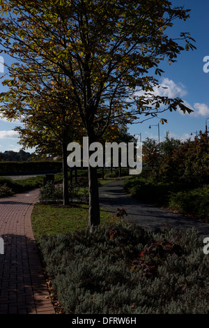 Tag im Herbst Bäume Blätter Blätter ändern Farbe Himmel Stockfoto