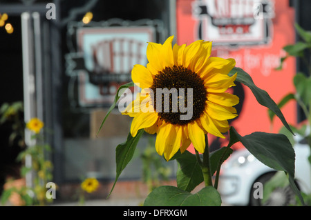 Blumen Sonnenblumen Hummel Stockfoto
