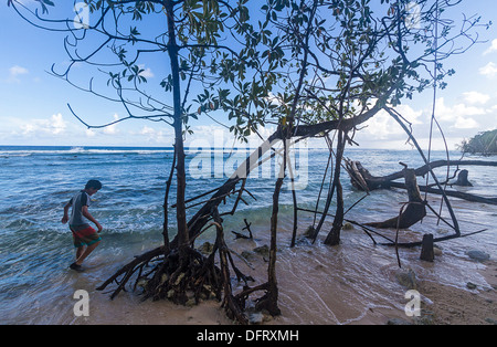 Kleiner Junge spielt unter den Mangroven wachsen entlang des Strandes an der Utwe-Biosphären-Reservat, Kosrae, Mikronesien. Stockfoto