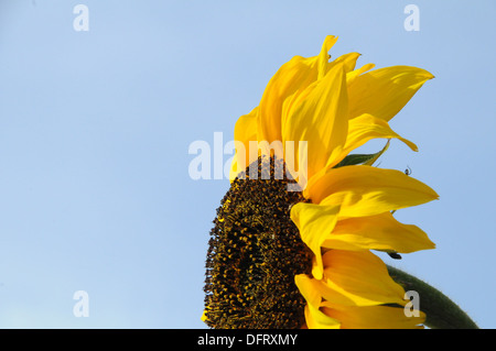 Blumen Sonnenblumen Hummel Stockfoto