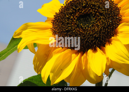 Blumen Sonnenblumen Hummel Stockfoto