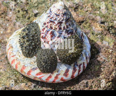 Essbare Meeresschnecken klammerte sich an Helmschale. Stockfoto