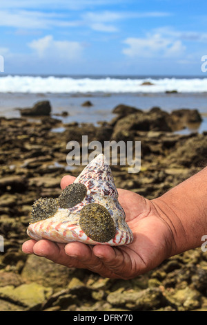 Essbare Meeresschnecken klammerte sich an Helmschale. Stockfoto