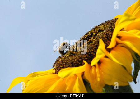 Blumen Sonnenblumen Hummel Stockfoto