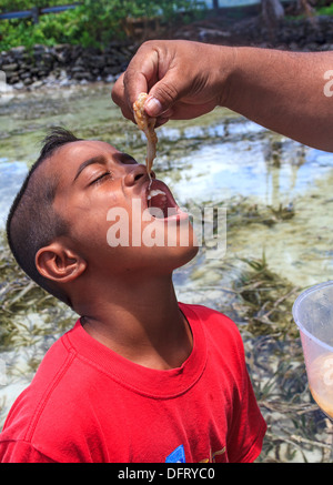 Junge wird von Papa in Kosrae, Mikronesien frischen Schwamm gespeist. Dies ist eine Delikatesse in Kosrae. Stockfoto