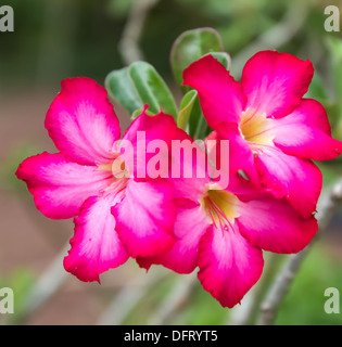 Rote rose Wüstenblume hautnah und Blumen im Hintergrund Stockfoto