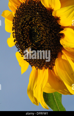 Blumen Sonnenblumen Hummel Stockfoto