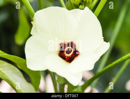 Roselle oder Jamaika Blume, Hibiscus Sabdariffa. verwendet, um Thai-Küche zu machen. Stockfoto