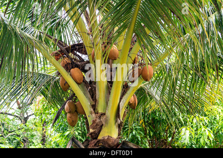 Reife Kokosnüsse wachsen auf einer Kokospalme. Kosrae, Mikronesien. Stockfoto