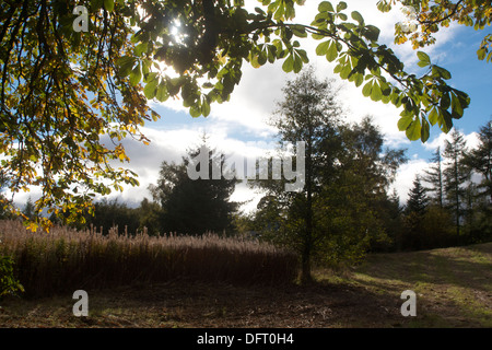 Mixed woodland chestnut tree Stockfoto
