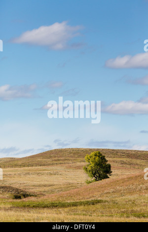 Einsamer Baum in der Prärie von South Dakota Stockfoto