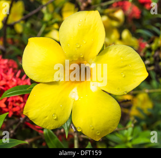 Allamanda oder Goldene Trompete Nahaufnahme von schöne gelbe Blume Stockfoto