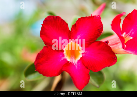 Rote rose Wüstenblume hautnah und Blumen im Hintergrund Stockfoto