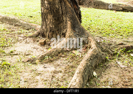 Stamm-Baum im Garten Stockfoto