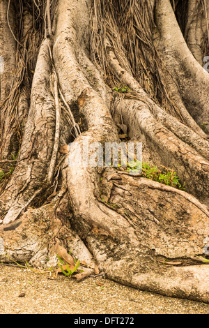 Nahaufnahme von einem Banyan interlaced Wurzeln im Garten. Stockfoto