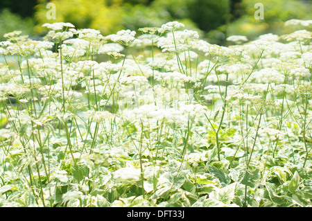 Boden Sie in voller Blüte Aegopodium Podagraria Variegatum Goutweed Kraut Gerard des Bischofs Unkraut elder Stockfoto