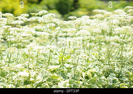 Boden Sie in voller Blüte Aegopodium Podagraria Variegatum Goutweed Kraut Gerard des Bischofs Unkraut elder Stockfoto