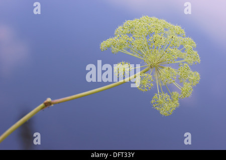 Boden Sie in voller Blüte Aegopodium Podagraria Variegatum Goutweed Kraut Gerard des Bischofs Unkraut elder Stockfoto