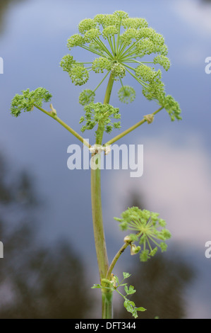 Boden Sie in voller Blüte Aegopodium Podagraria Variegatum Goutweed Kraut Gerard des Bischofs Unkraut elder Stockfoto