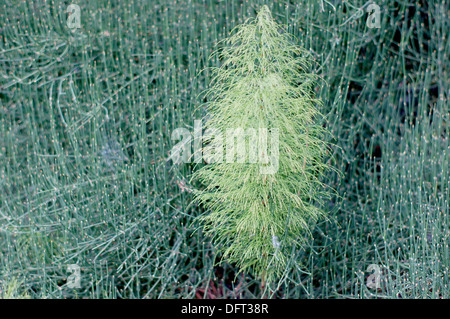 Frische grüne Holz und grobe Horestail Equisteum Sylvaticum hyemale Stockfoto