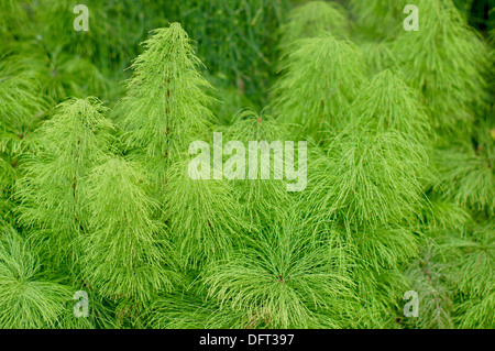 Frische grüne Holz Horestail Equisteum sylvaticum Stockfoto