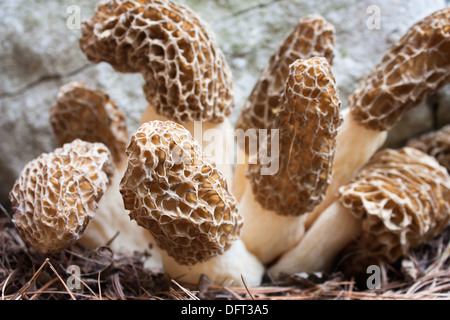 eine Gruppe von schwarzen Morcheln in Süd-West-Ontario. Mit Fokus auf vordere hautnah. Stockfoto