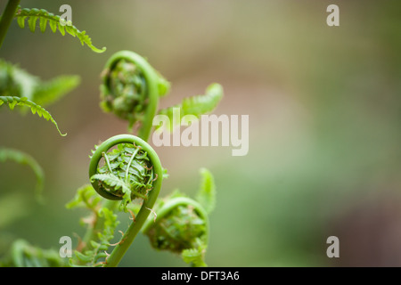 Hautnah auf junge Frühling Farne, auch bekannt als Farnspitzen, wie sie zu entfalten. Geringe Schärfentiefe gegen ein weiches bokeh Stockfoto