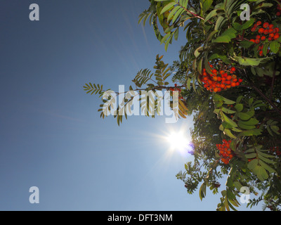 Im Herbst rote Vogelbeeren auf einem Baum. Vogelbeere Ebereschenbeere im Herbst in natürlicher Umgebung auf blauen Himmelshintergrund. Sorbus Aucuparia. Stockfoto