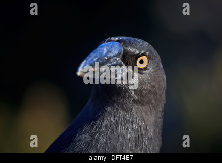 Schwarzes Currawong (Strepera Fuliginosa) Nahaufnahme Stockfoto