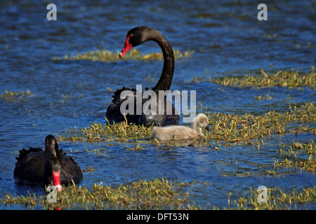 Zwei schwarze Schwäne (Cygnus olor) und Küken Fütterung Stockfoto