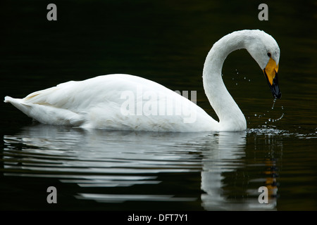 Singschwan mit Wter aus dem Schnabel fallen Stockfoto