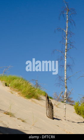 Einsamer Baum wächst auf den Dünen Stockfoto