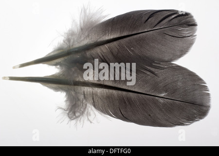 Paar schwarze, Vogelfedern, isoliert auf weiss. Stockfoto