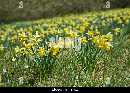 wilden gelben Narzissen oder Osterglocken (Narcissus Pseudonarcissus), Perlenbachtal, Nationalpark Eifel, Monschau-Hoefen, Deutschland Stockfoto