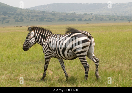 Afrikanische Plains Zebra Equus Burchelli Northern Akagera National Game Park Ruanda Zentralafrika Weiden auf Savananah Stockfoto