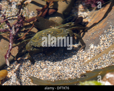 Shore Crab, Carcinus Maenas in einen Rock Pool, Widemouth Bay, Cornwall, Großbritannien Stockfoto