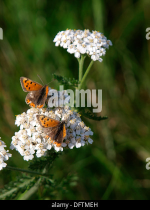 Kleine Kupfer Schmetterlinge, Lycaena Phlaeas, UK Stockfoto