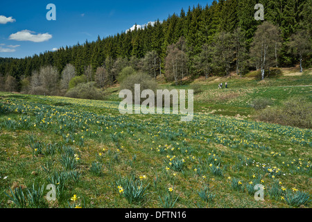 wilden gelben Narzissen oder Osterglocken (Narcissus Pseudonarcissus), Perlenbachtal, Nationalpark Eifel, Monschau-Hoefen, Deutschland Stockfoto