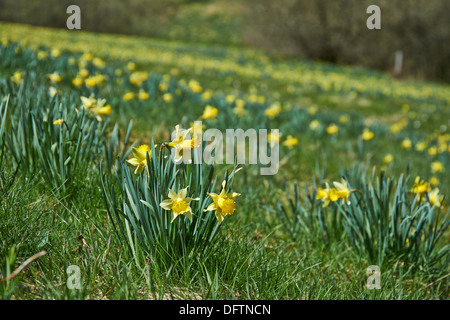 wilden gelben Narzissen oder Osterglocken (Narcissus Pseudonarcissus), Perlenbachtal, Nationalpark Eifel, Monschau-Hoefen, Deutschland Stockfoto