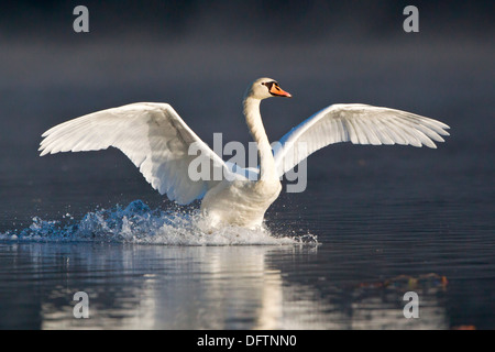 Mute Swan (Cygnus Olor) Landung auf Wasser, Hessen, Deutschland Stockfoto