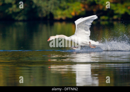 Höckerschwan (Cygnus Olor) ausziehen aus Wasser, Hessen, Deutschland Stockfoto