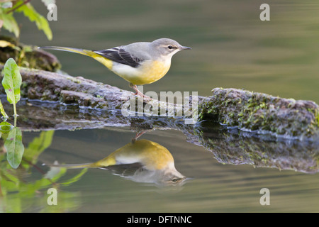 Graue Bachstelze (Motacilla Cinerea) thront auf abgestorbenem Holz spiegelt sich im Wasser, Hessen, Deutschland Stockfoto