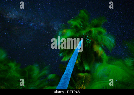 Palm-Baum und Milchstrasse, Ari Atoll, Malediven Stockfoto