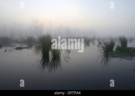 Am frühen Morgen in einem Sumpf oder Moor, Theikenmeer Naturschutzgebiet, Werlte, Emsland, Niedersachsen, Deutschland Stockfoto